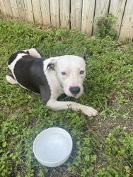 Reunited Unknown Dog last seen Country View Village Neighborhood, San Antonio, TX 78240