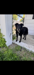 Reunited Female Dog last seen Near E 3900 S, Millcreek, UT 84124