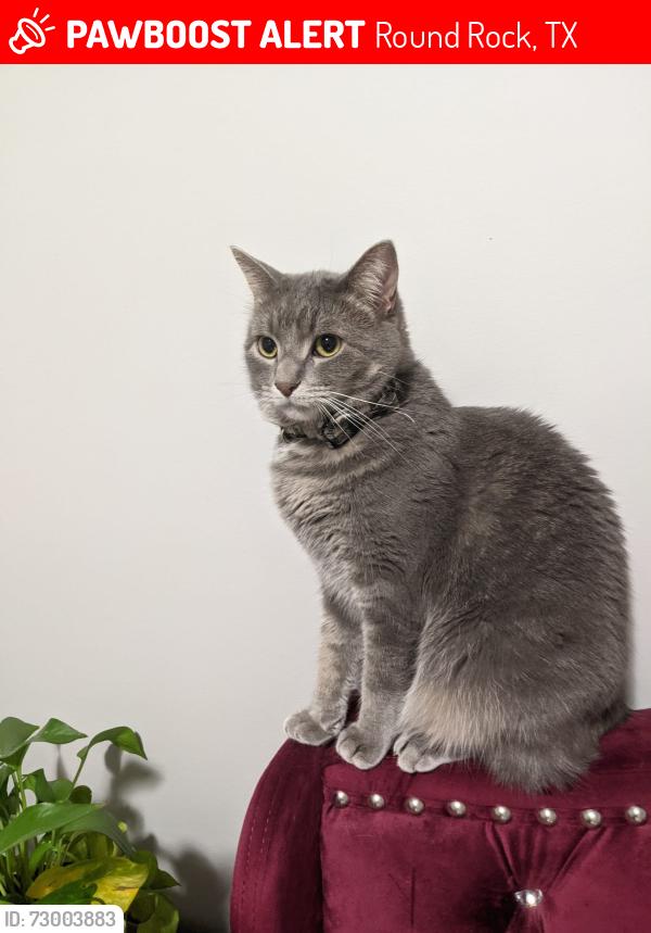 Lost Male Cat last seen Barbed Wire St, Round Rock, TX 78664