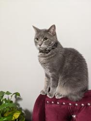 Lost Male Cat last seen Barbed Wire St, Round Rock, TX 78664