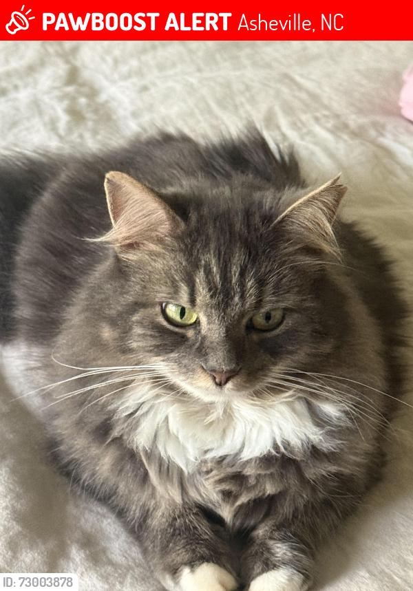 Lost Female Cat last seen Miller Rd and New Haw Creek Rd near Creekside Taphouse, Asheville, NC 28805