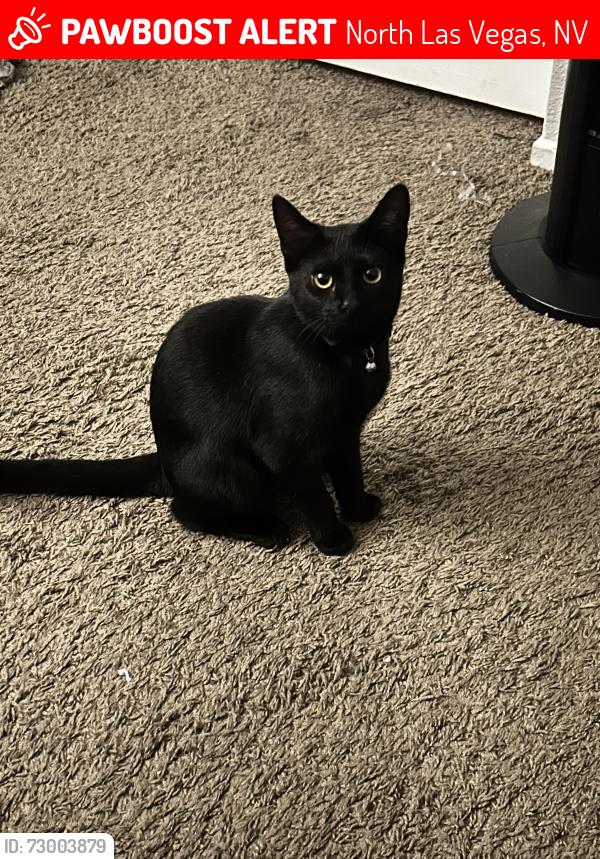 Lost Female Cat last seen N commerce st , North Las Vegas, NV 89032
