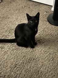 Lost Female Cat last seen N commerce st , North Las Vegas, NV 89032