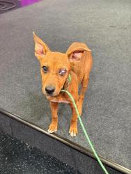 Shelter Stray Female Dog last seen E PLANZ RD / S MT VERNON AVE, BAKERSFIELD, CA, 201 S Mt Vernon Ave, Bakersfield, CA 93307, USA