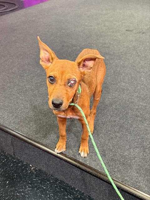Shelter Stray Female Dog last seen E PLANZ RD / S MT VERNON AVE, BAKERSFIELD, CA, 201 S Mt Vernon Ave, Bakersfield, CA 93307, USA