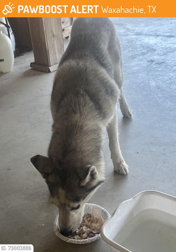 Found/Stray Female Dog last seen FM 813 @ Windham Rd, Waxahachie, TX 75165