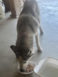 Found/Stray Female Dog last seen FM 813 @ Windham Rd, Waxahachie, TX 75165