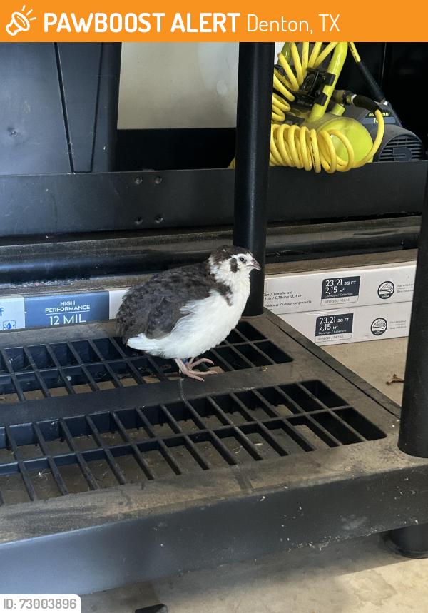 Found/Stray Unknown Bird last seen Teasley and Wheeler Ridge, Denton, TX 76210