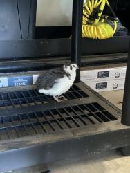 Found/Stray Unknown Bird last seen Teasley and Wheeler Ridge, Denton, TX 76210