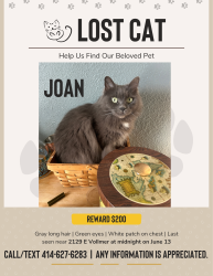 Reunited Female Cat last seen Kinnickinnic, Milwaukee, WI 53207