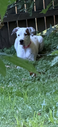 Found/Stray Unknown Dog last seen 10th street and Jefferson avenue, Huntington, WV 25704
