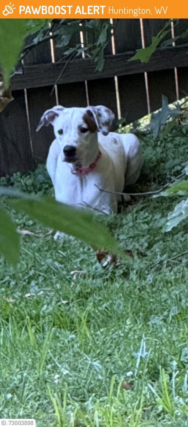 Found/Stray Unknown Dog last seen 10th street and Jefferson avenue, Huntington, WV 25704