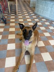 Found/Stray Female Dog last seen the rive san diego apmts , San Diego, CA 92115
