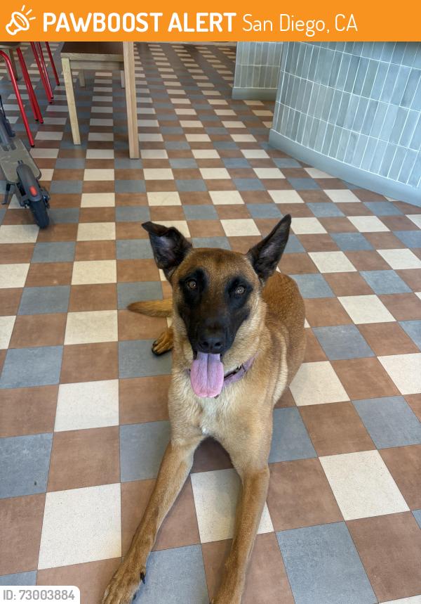 Found/Stray Female Dog last seen the rive san diego apmts , San Diego, CA 92115