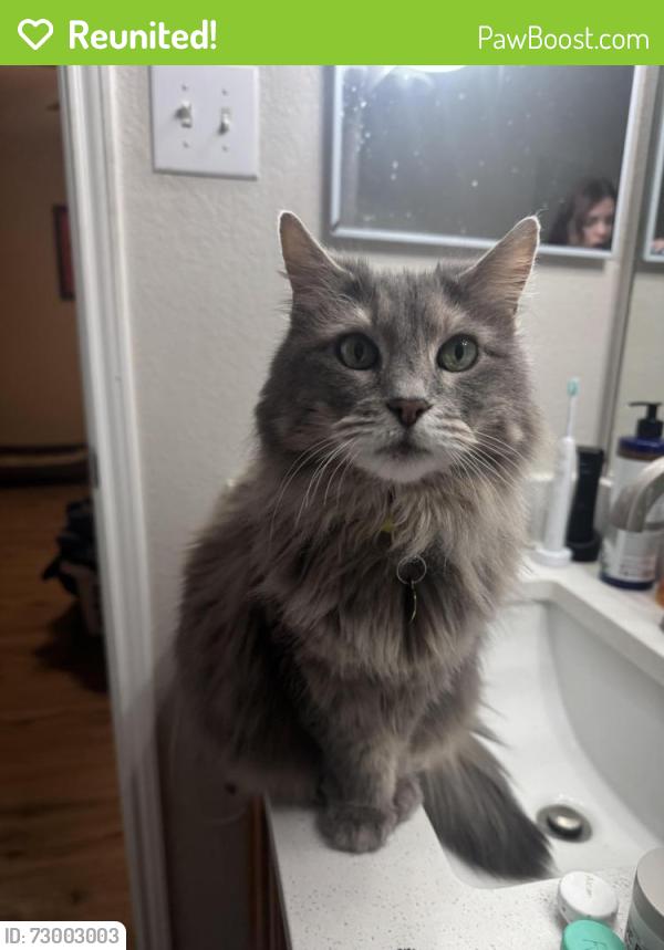 Reunited Female Cat last seen Skylark apmts, North Richland Hills, TX 76180