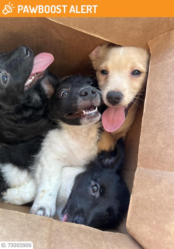 Found/Stray Male Dog last seen Ave m, Lake Los Angeles, CA 93591