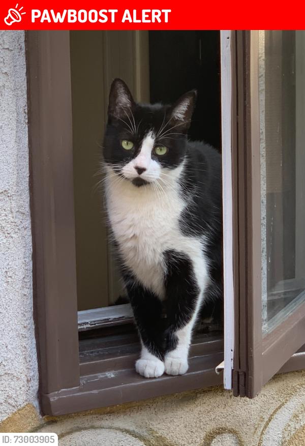 Lost Female Cat last seen Off of edinger and Springdale on mangrum street, Huntington Beach, CA 92649