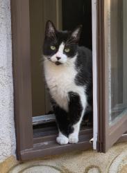 Lost Female Cat last seen Off of edinger and Springdale on mangrum street, Huntington Beach, CA 92649