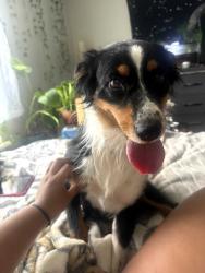 Found/Stray Female Dog last seen Preston Highway and Cooper Chapel, Louisville, KY 40229