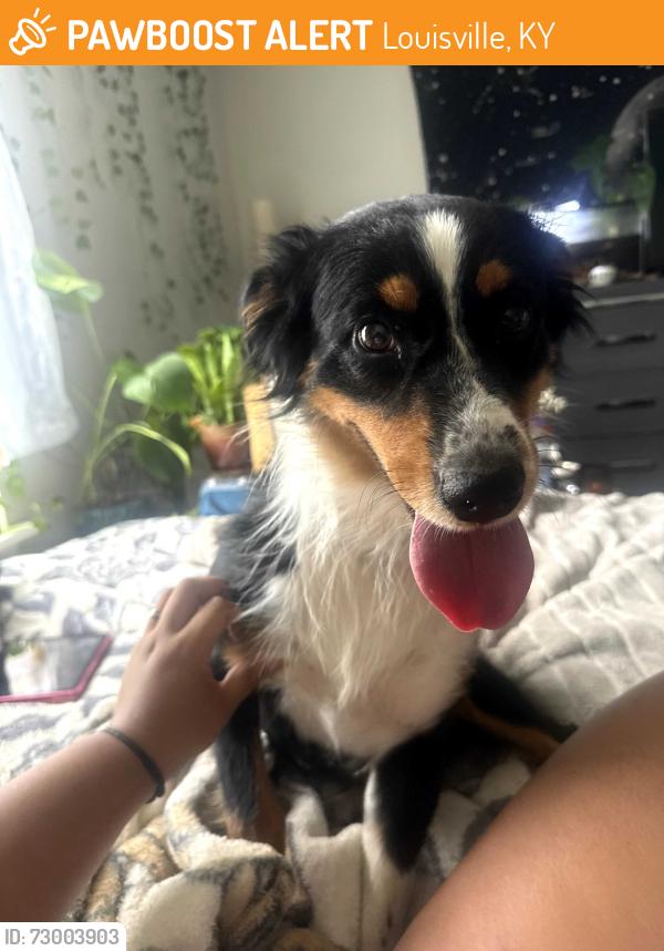Found/Stray Female Dog last seen Preston Highway and Cooper Chapel, Louisville, KY 40229