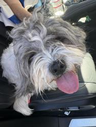 Found/Stray Male Dog last seen Greenback ln, Citrus Heights, CA 95610