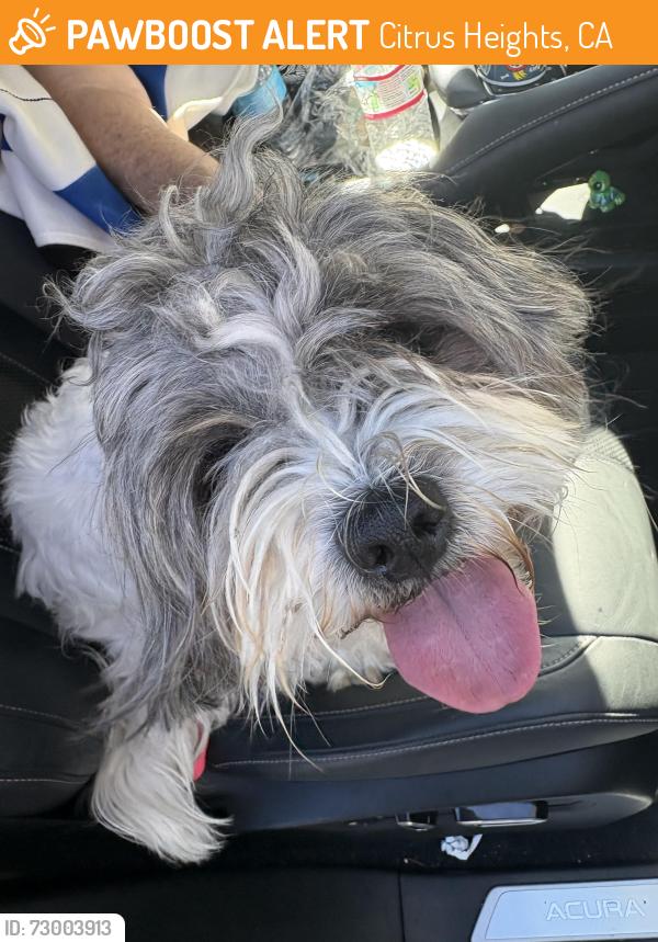Found/Stray Male Dog last seen Greenback ln, Citrus Heights, CA 95610