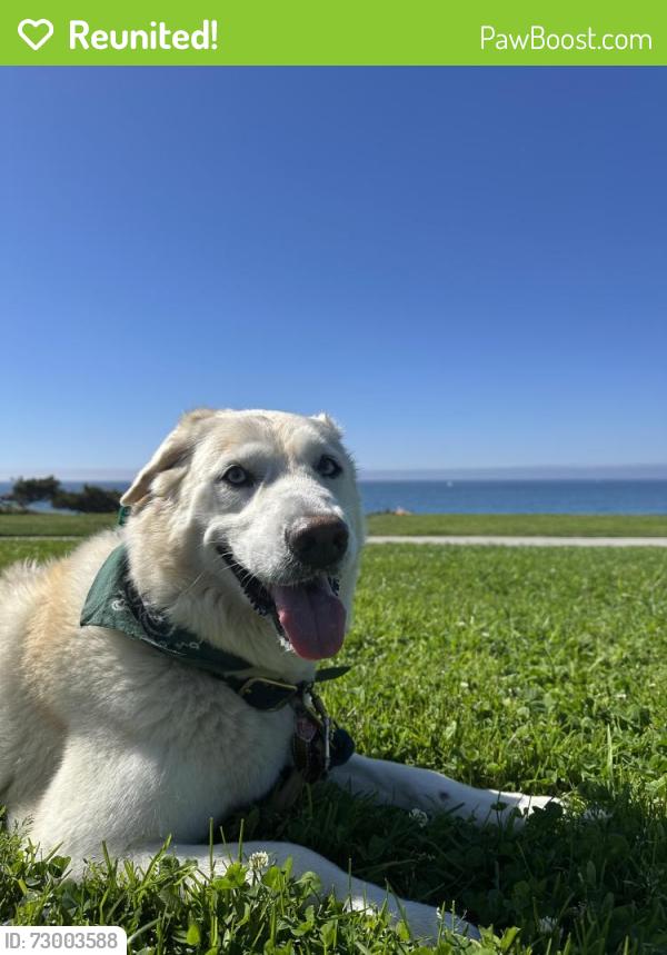Reunited Female Dog last seen Near 262nd St, Lomita, CA 90717, USA, Lomita, CA 90717