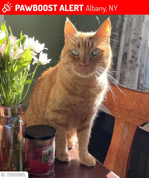 Lost Male Cat last seen Sycamore St & Helderberg, Albany, NY 12208