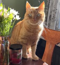 Lost Male Cat last seen Sycamore St & Helderberg, Albany, NY 12208
