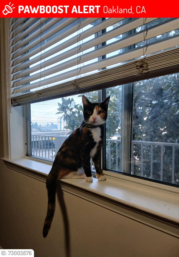 Lost Female Cat last seen Glen Park , Oakland, CA 94619