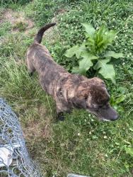 Reunited Female Dog last seen Reach out for location, Etowah, NC 28729