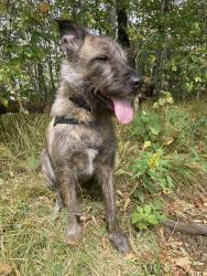 Reunited Male Dog last seen Sweeten creek - BP, Asheville, NC 28704