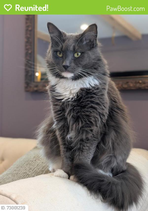 Reunited Male Cat last seen Near Bodwell Road, Manchester NH 03261, Manchester, NH 03109