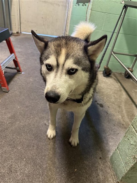 Shelter Stray Male Dog last seen BLACKROCK DR & DEL PASO RD, 2127 Front St, Sacramento, CA 95818, USA