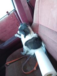 Lost Female Dog last seen 72nd and Sheridan, Westminster, CO 80003