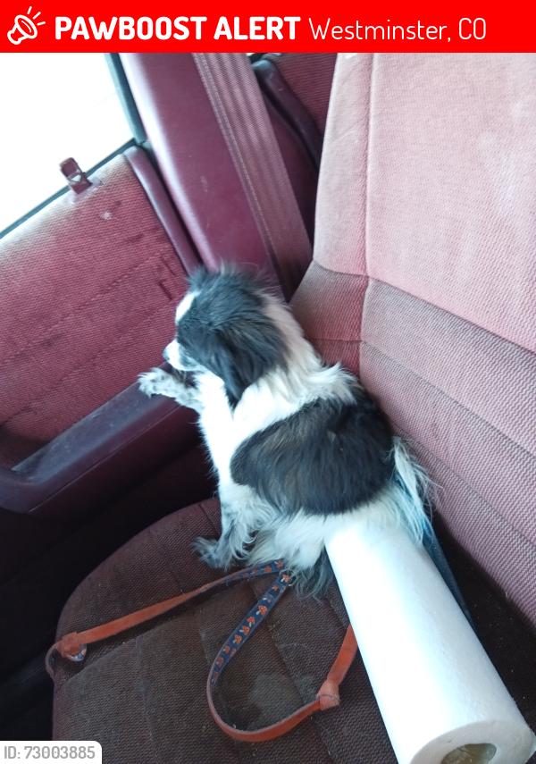 Lost Female Dog last seen 72nd and Sheridan, Westminster, CO 80003