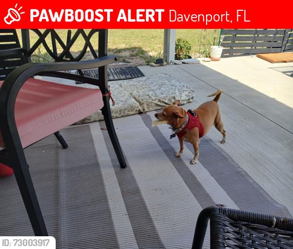 Lost Female Dog last seen Holly Hill  road 3, Davenport, FL 33837