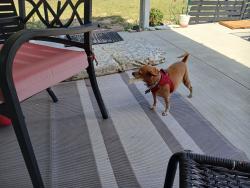 Lost Female Dog last seen Holly Hill  road 3, Davenport, FL 33837