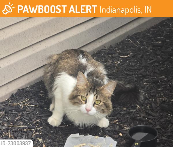 Found/Stray Unknown Cat last seen Southport and Emerson, Indianapolis, IN 46237