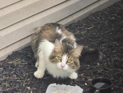 Found/Stray Unknown Cat last seen Southport and Emerson, Indianapolis, IN 46237