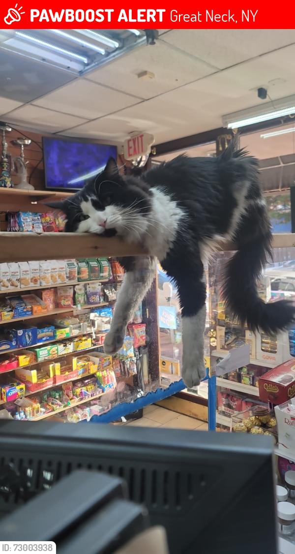 Lost Male Cat last seen Convenient store , Great Neck, NY 11021