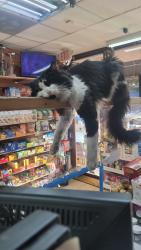 Lost Male Cat last seen Convenient store , Great Neck, NY 11021