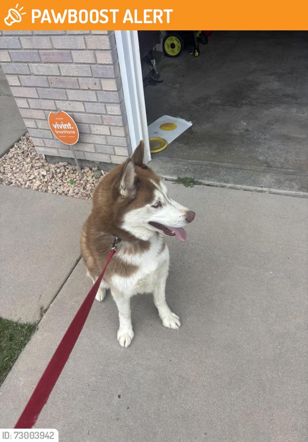 Surrendered Unknown Dog last seen Andrus dr and potomac, Colorado Springs, CO 80920