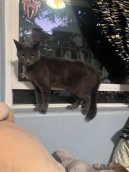 Lost Female Cat last seen alta ave and broadway ave, Whittier, CA 90601