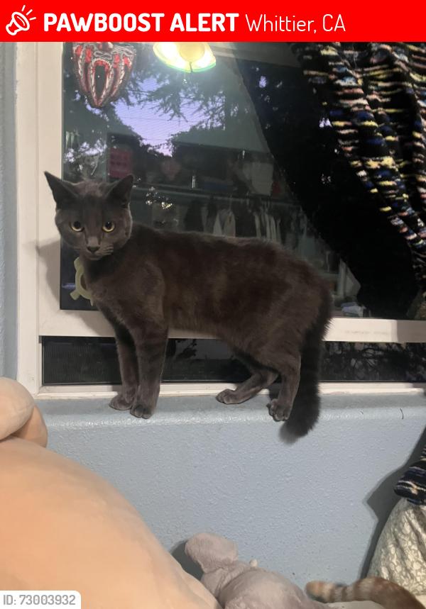 Lost Female Cat last seen alta ave and broadway ave, Whittier, CA 90601