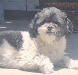 Lost Female Dog last seen on bell and 77th, Los Angeles, CA 90001