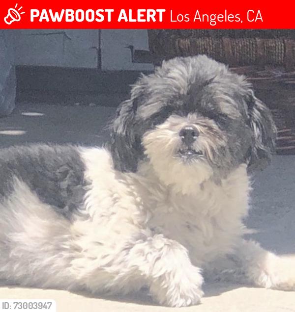 Lost Female Dog last seen on bell and 77th, Los Angeles, CA 90001