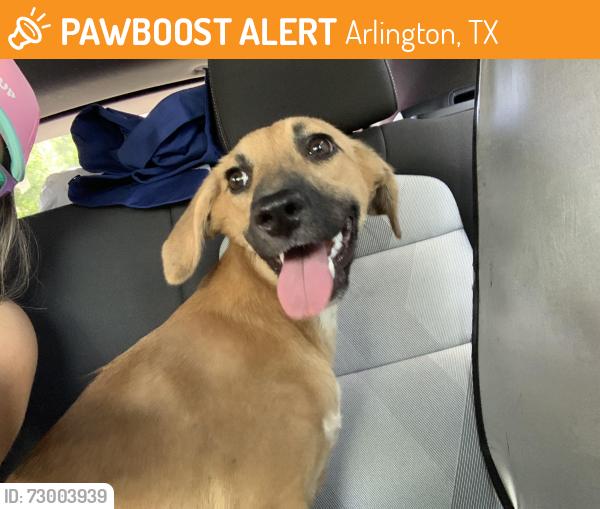Found/Stray Female Dog last seen Melear and Pleasant Ridge , Arlington, TX 76012