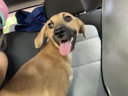 Found/Stray Female Dog last seen Melear and Pleasant Ridge , Arlington, TX 76012