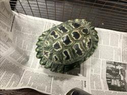 Shelter Stray Female Other last seen , West Valley Animal Shelter, 20655 Plummer St, Chatsworth, CA 91311, USA